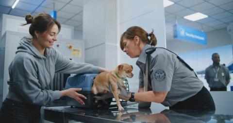 A Comprehensive Step-by-Step Guide for US Residents Moving Pets to the UAE